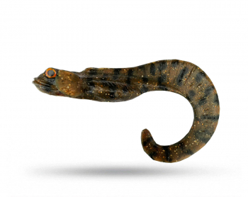 Nettel Laken - MotorOil  Burbot